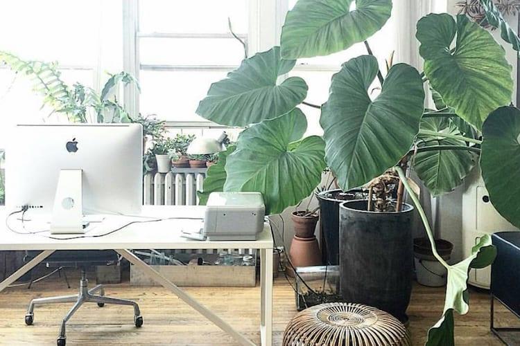 Stylish home office workspace decorated with potted plants of varying sizes and species arranged on desk and shelves