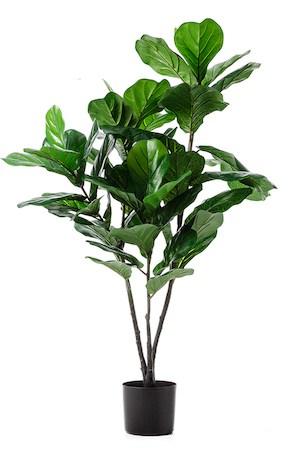 Fiddle Leaf Fig