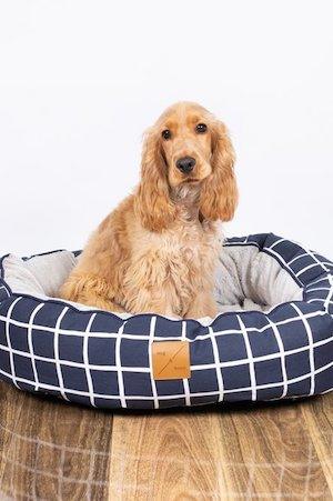 Howtoluxeyourdog%e2%80%99slife