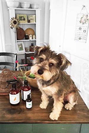 Howtoluxeyourdog%e2%80%99slife