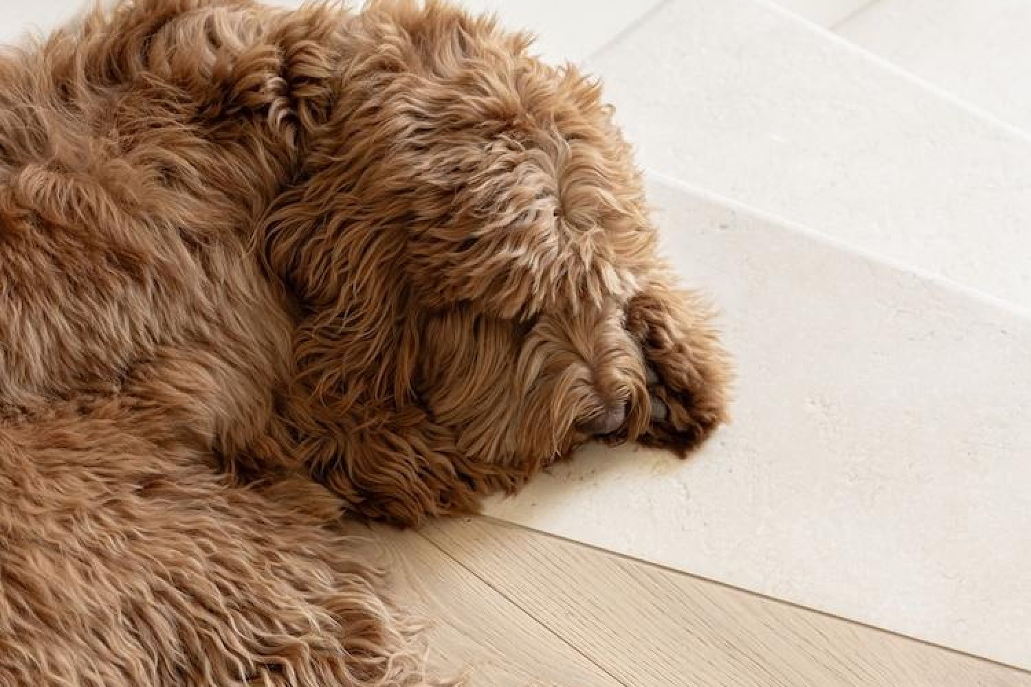 Close-up of a chocolate-brown labradoodle curled up asleep on a pale stone and timber floor