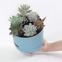 Plants in a Box Succulent Delivery